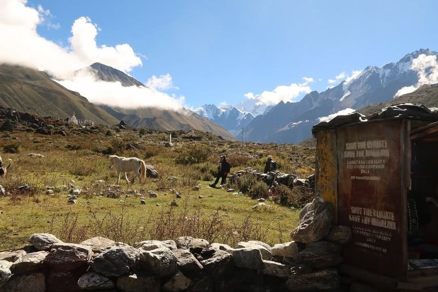 Trekkers walking past grazing yak in Langtang Valley with snow-capped mountains in background